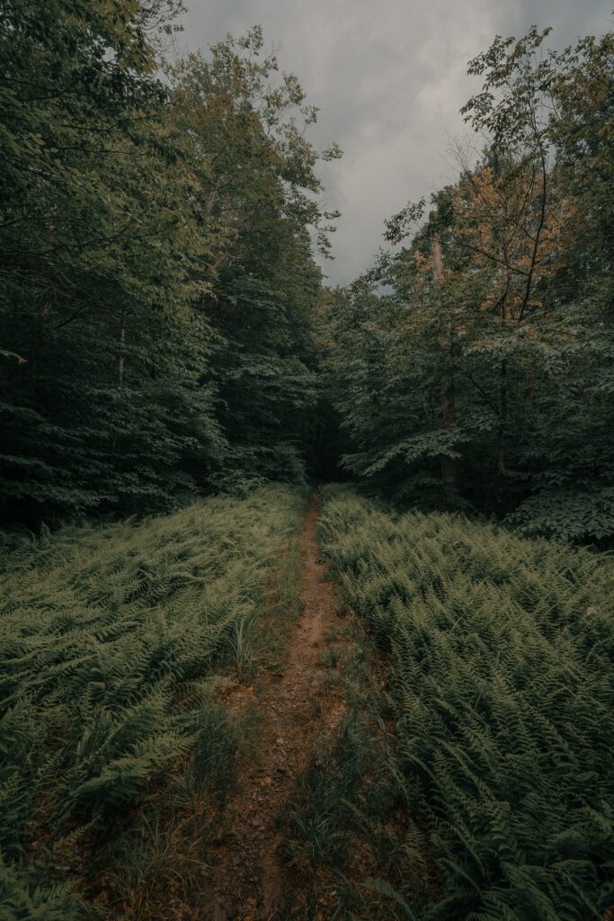 Tranquil forest path winding through dense ferns and tall green trees under cloudy sky wallpaper