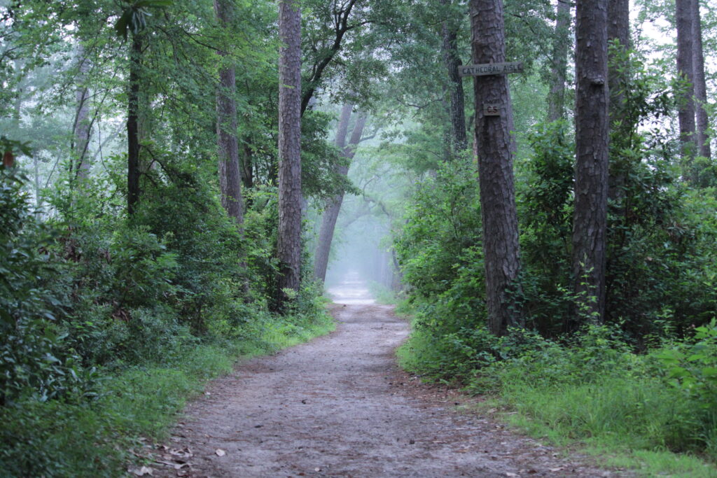 Misty forest path winding through tall trees with vibrant green foliage for peaceful escape Wallpaper