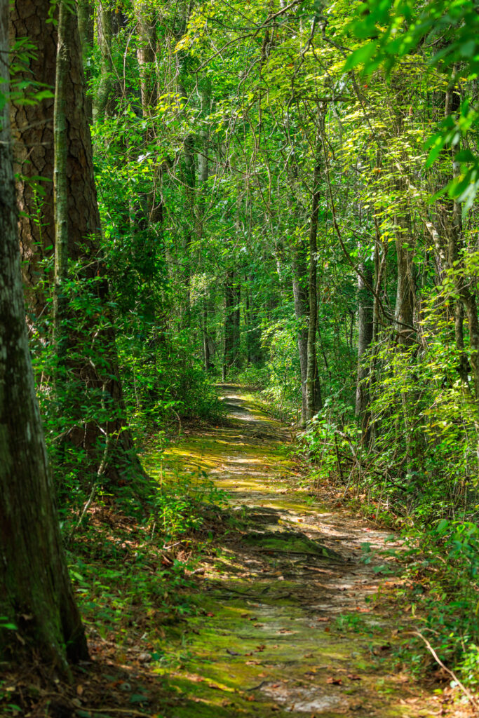 Tranquil forest path through lush green trees and dense foliage bathed in sunlight wallpaper