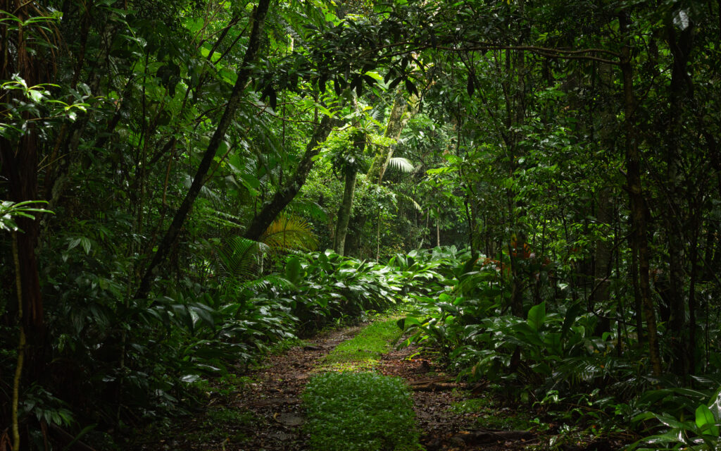 Lush forest wallpaper with dense green trees winding nature path sunlight filtering through leaves