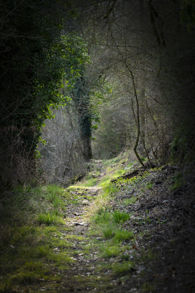 Serene forest path through dense trees and lush greenery under soft natural light wallpaper