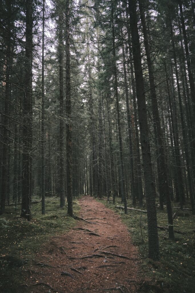 Narrow forest path winding through tall trees with soft light and lush green foliage wallpaper