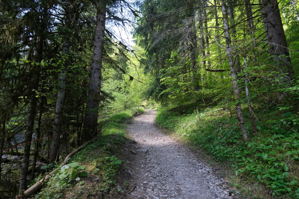 Peaceful forest wallpaper with winding path tall trees lush green foliage soft natural light