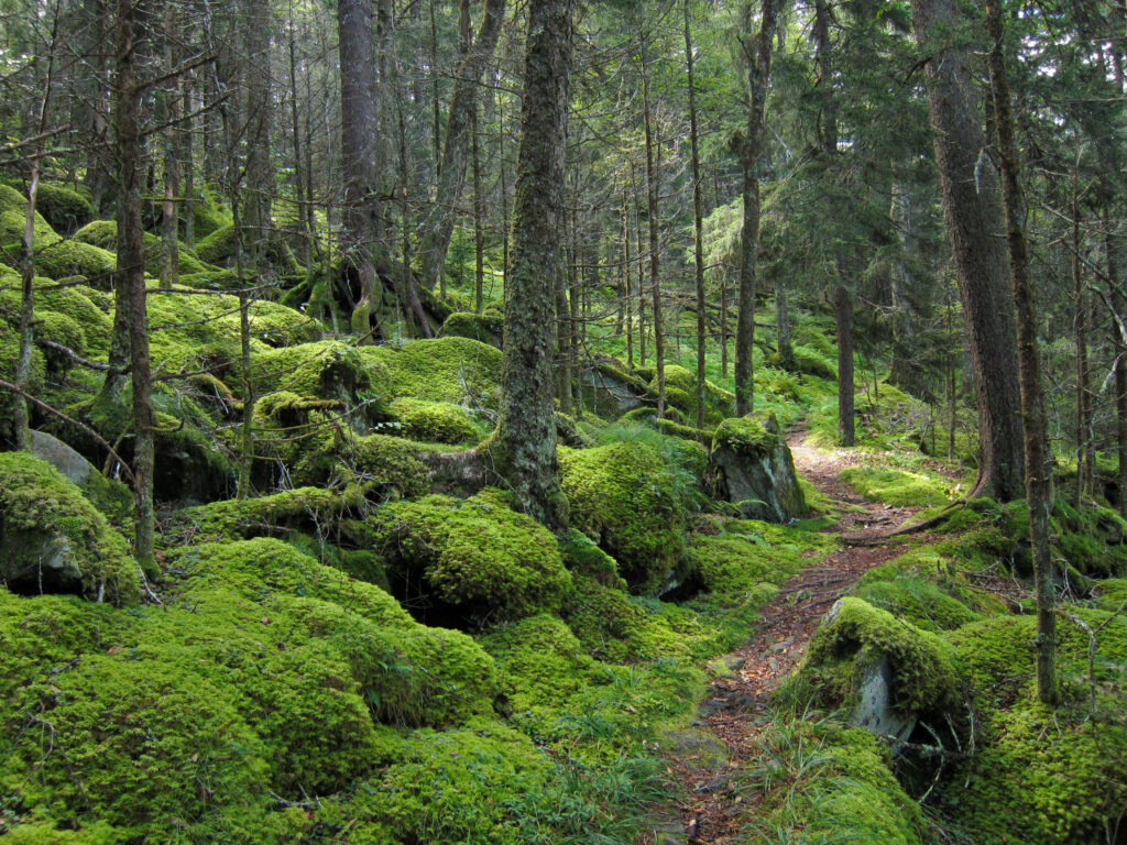 Tranquil forest path with tall trees lush green moss and natural light filtering through canopy Wallpaper