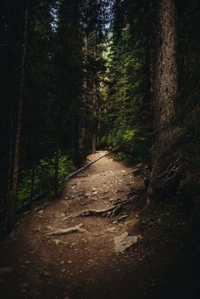 Tranquil forest path with tall spruce trees and sunlight filtering through green canopy wallpaper