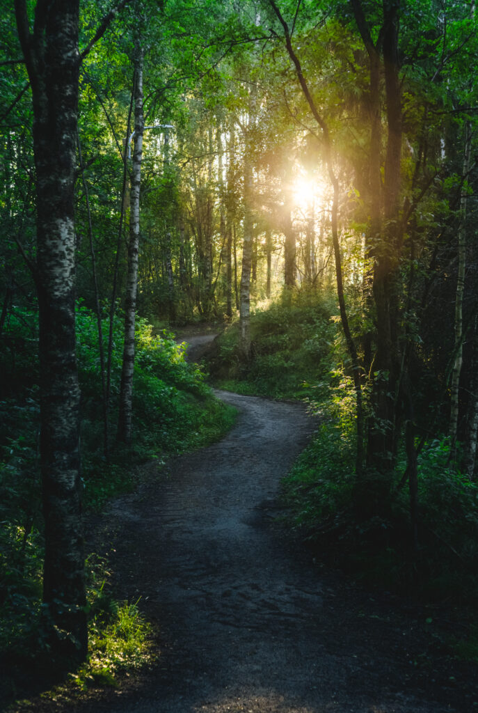 Tranquil forest path with tall trees lush greenery and soft sunlight filtering through leaves wallpaper