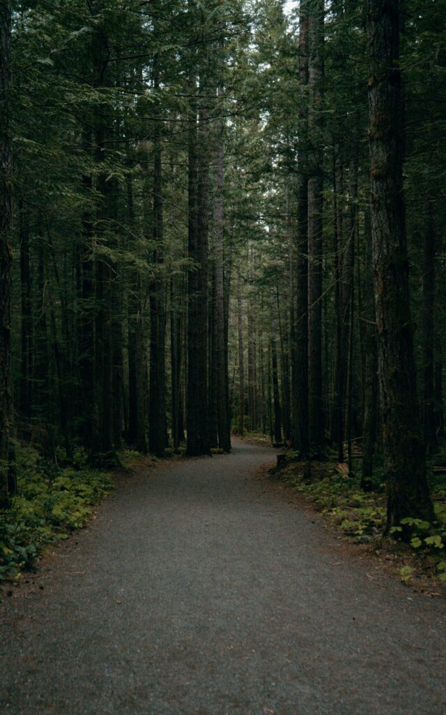 Tranquil forest wallpaper with winding path tall pine trees and lush green woodland background