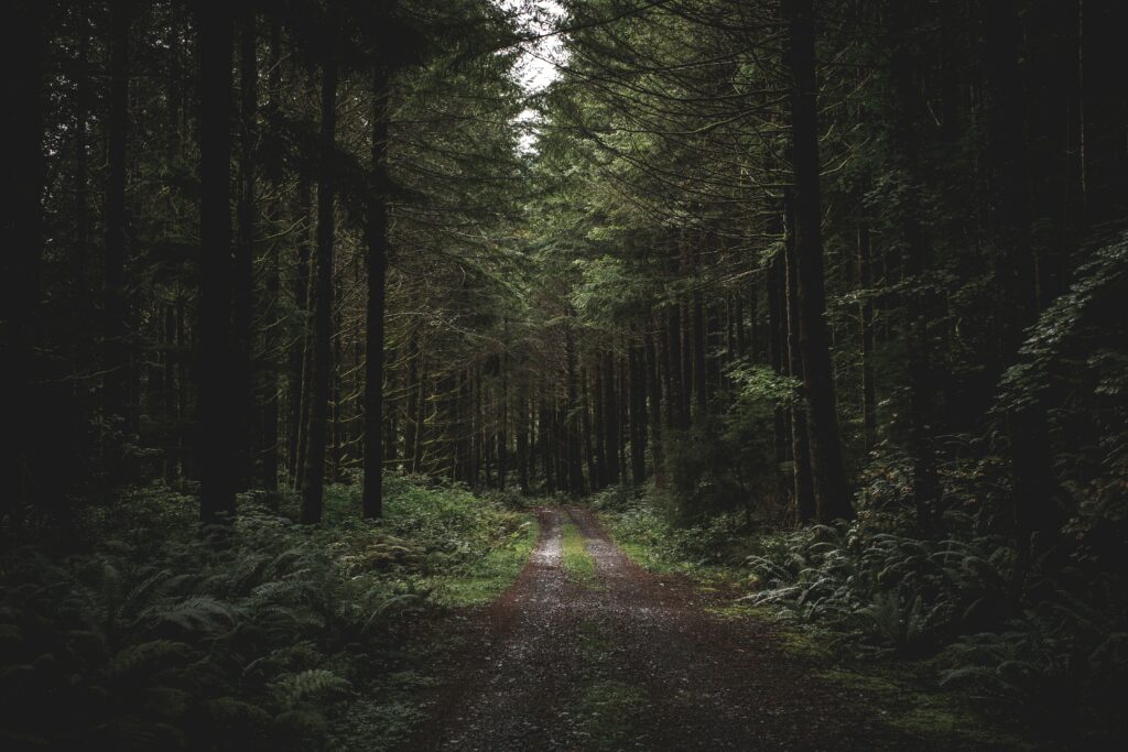 Tranquil forest path with tall trees and lush grass bathed in soft evening light wallpaper