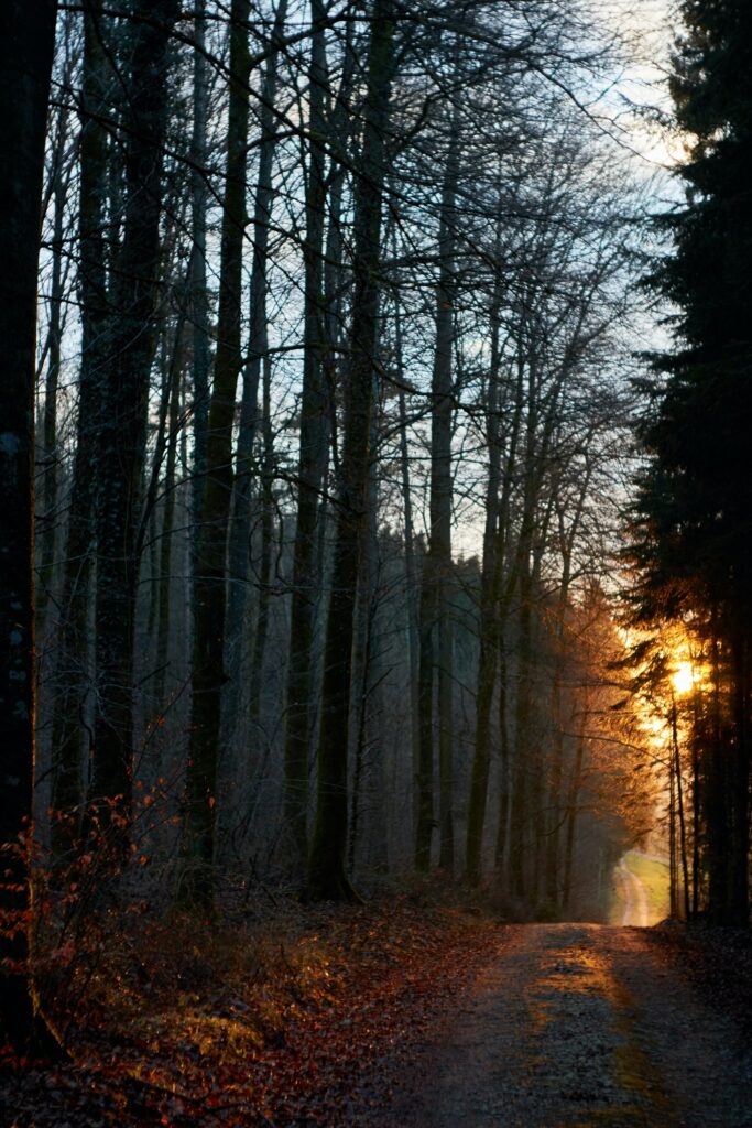 Sunlit forest path with golden rays through tall leafless trees in serene nature scene Wallpaper