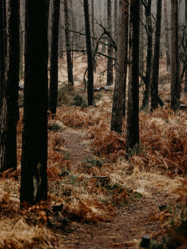 Tranquil forest wallpaper with tall trees winding path and golden brown ferns in soft light