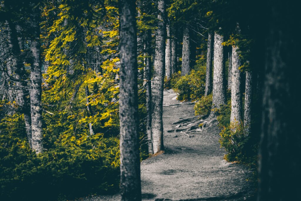 Serene forest trail with tall trees and sunlight filtering through green foliage wallpaper background