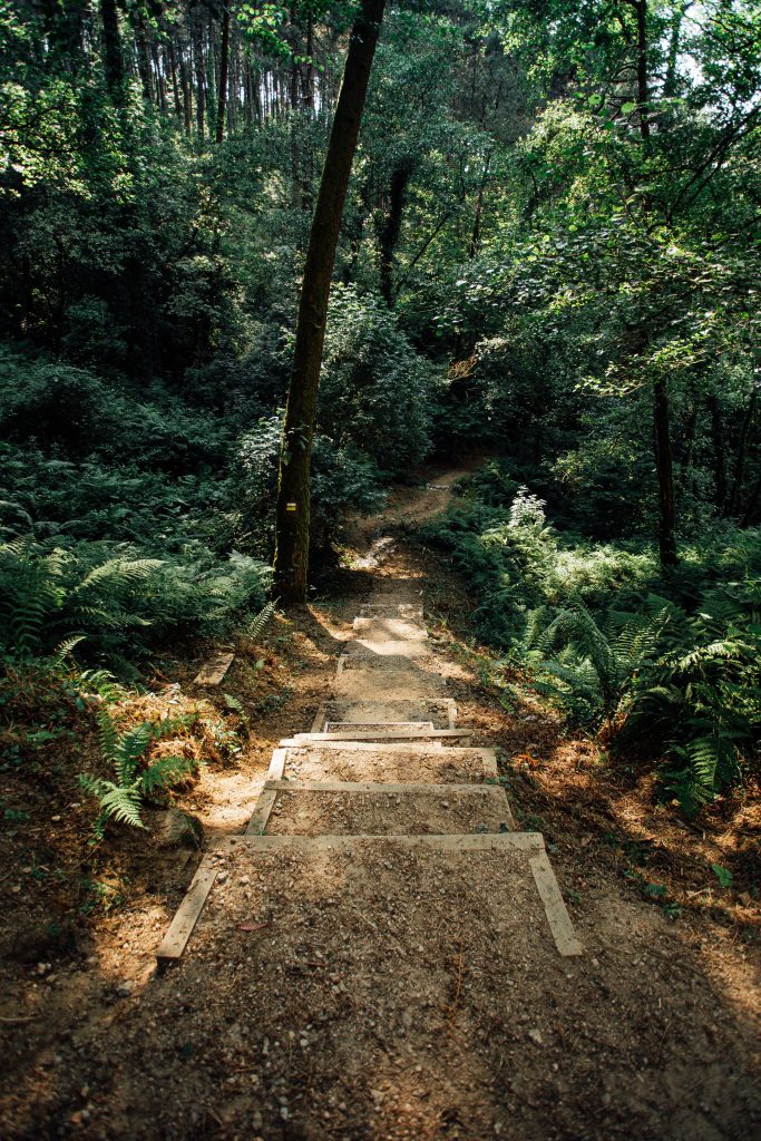 Tranquil forest pathway with rustic wooden stairs descending into lush green woodland sunlight Wallpaper