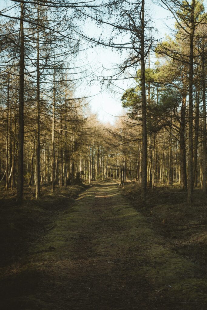 Serene forest wallpaper with sunlit pine trees and winding path in peaceful natural setting