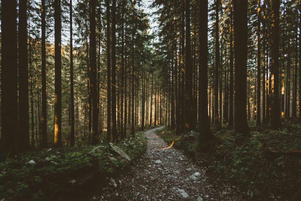 Tranquil forest pathway with tall trees and warm sunlight creating peaceful woodland scenery Wallpaper