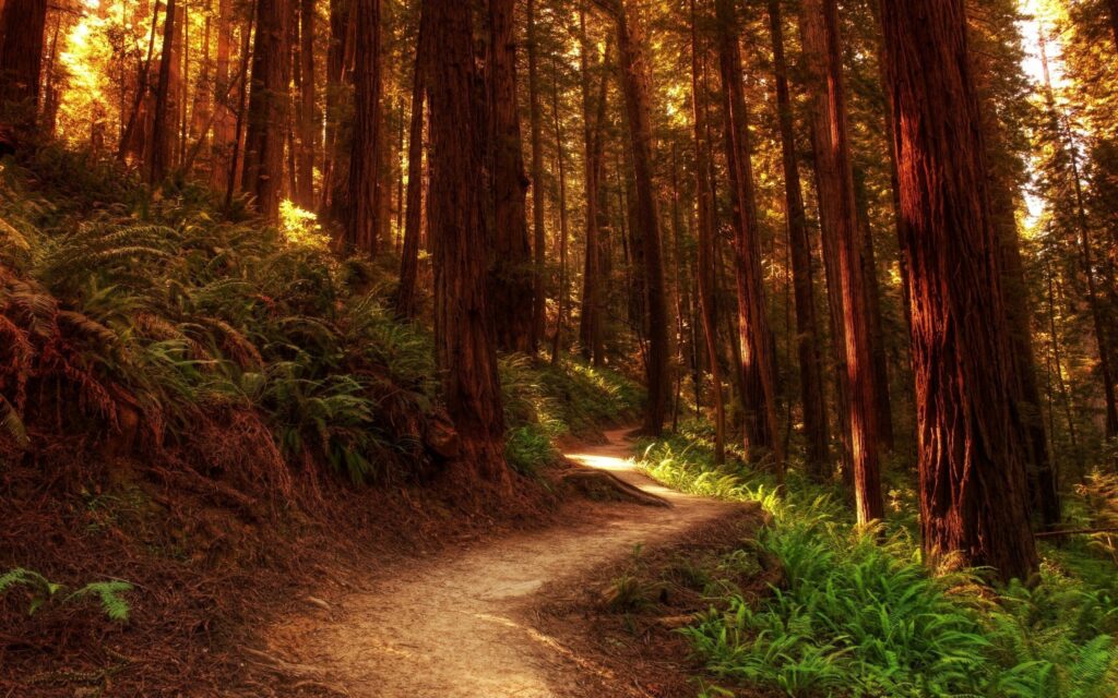 Tranquil forest wallpaper with winding dirt path lush green ferns and sunlit tall tree trunks