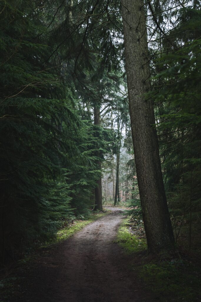 Tranquil forest wallpaper with winding path tall pine trees lush greenery soft natural light