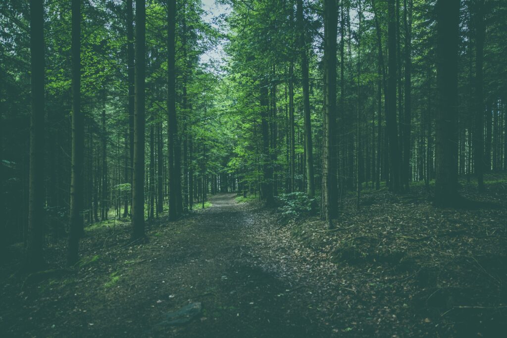 Tranquil forest wallpaper with winding dirt path tall pine and conifer trees lush green foliage