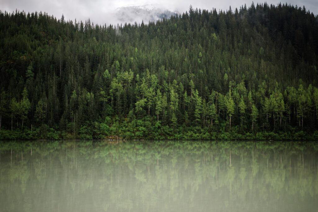 Tranquil forest wallpaper with lush green trees reflected on calm river under soft clouds