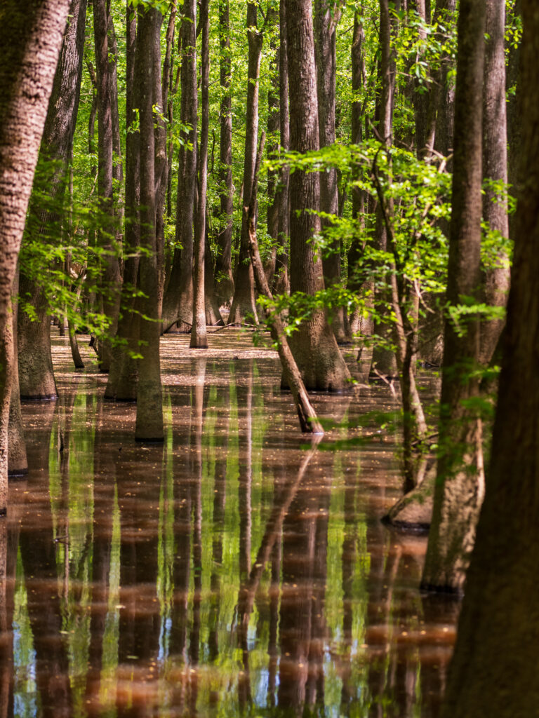 Tranquil forest with tall trees reflected in a clear pool showcasing lush green nature wallpaper