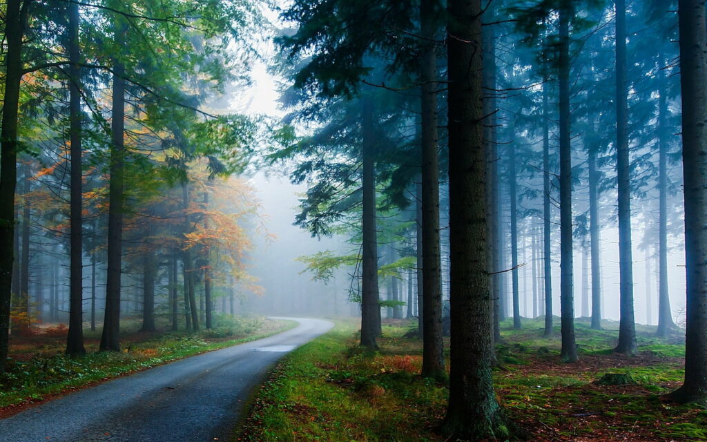 Misty Forest Road: A Breathtaking Landscape of Green Leafed Trees and Lush Grass - an HD Wallpaper Background Photo