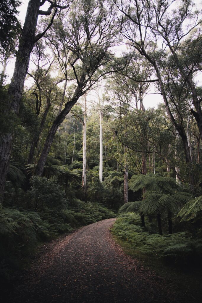 Tranquil forest wallpaper with tall trees and winding road surrounded by lush green foliage