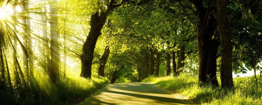 Peaceful winding road through lush green forest with golden sunlight rays in widescreen wallpaper