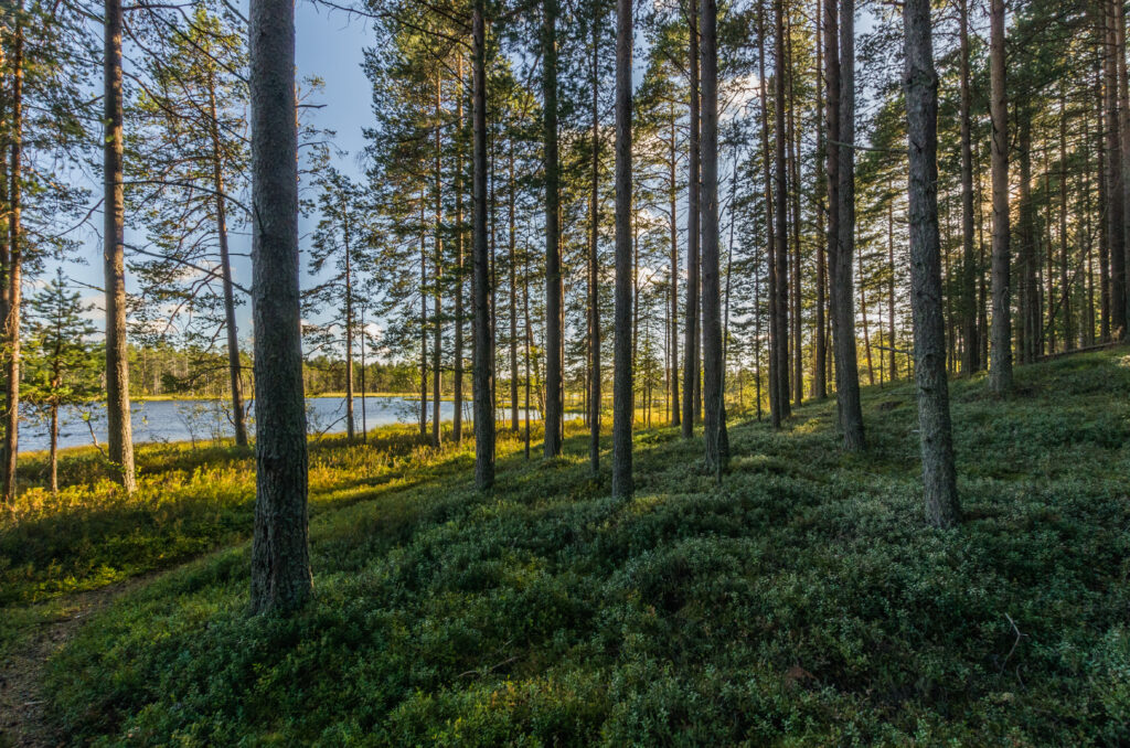 Tranquil forest wallpaper with tall trees lush grass sunlight and peaceful pond under blue sky