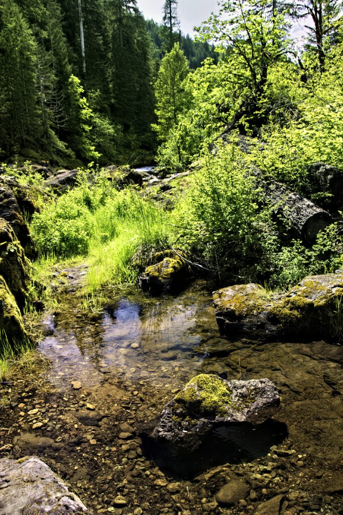 Serene forest with clear stream flowing over mossy rocks amid lush greenery and tall trees Wallpaper