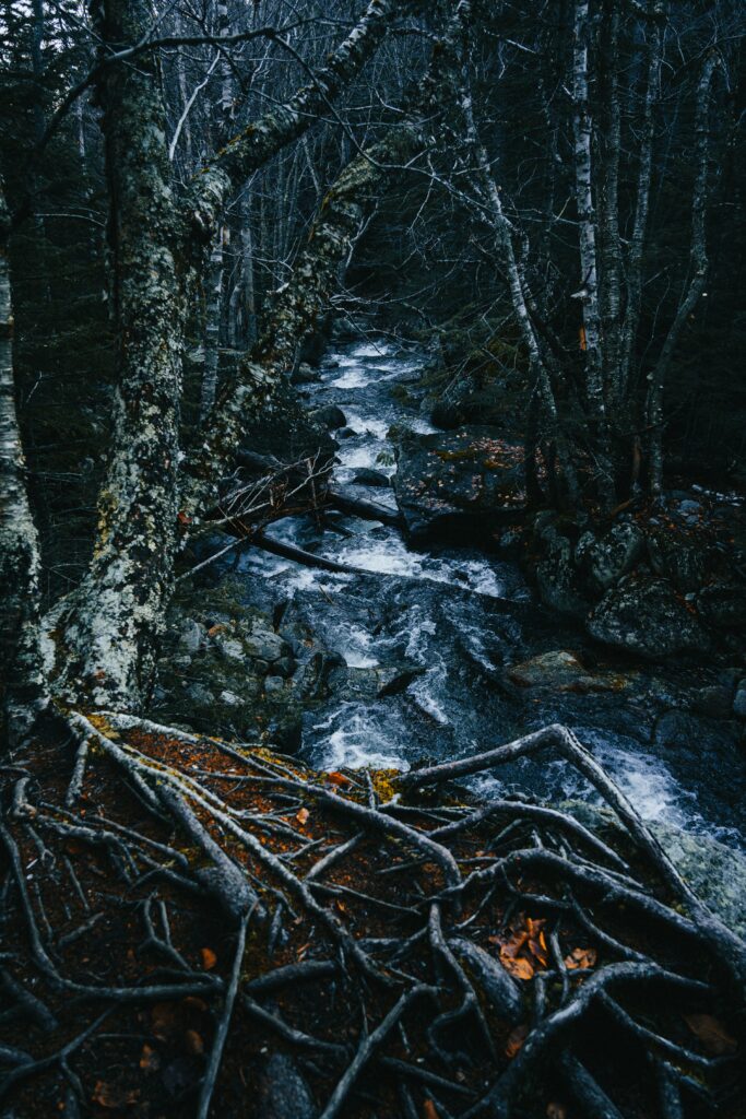 Winding stream in dense forest with bare trees and mossy roots serene nature wallpaper background