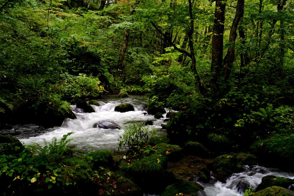 Serene forest with gentle stream over stones surrounded by lush green trees and dense foliage Wallpaper