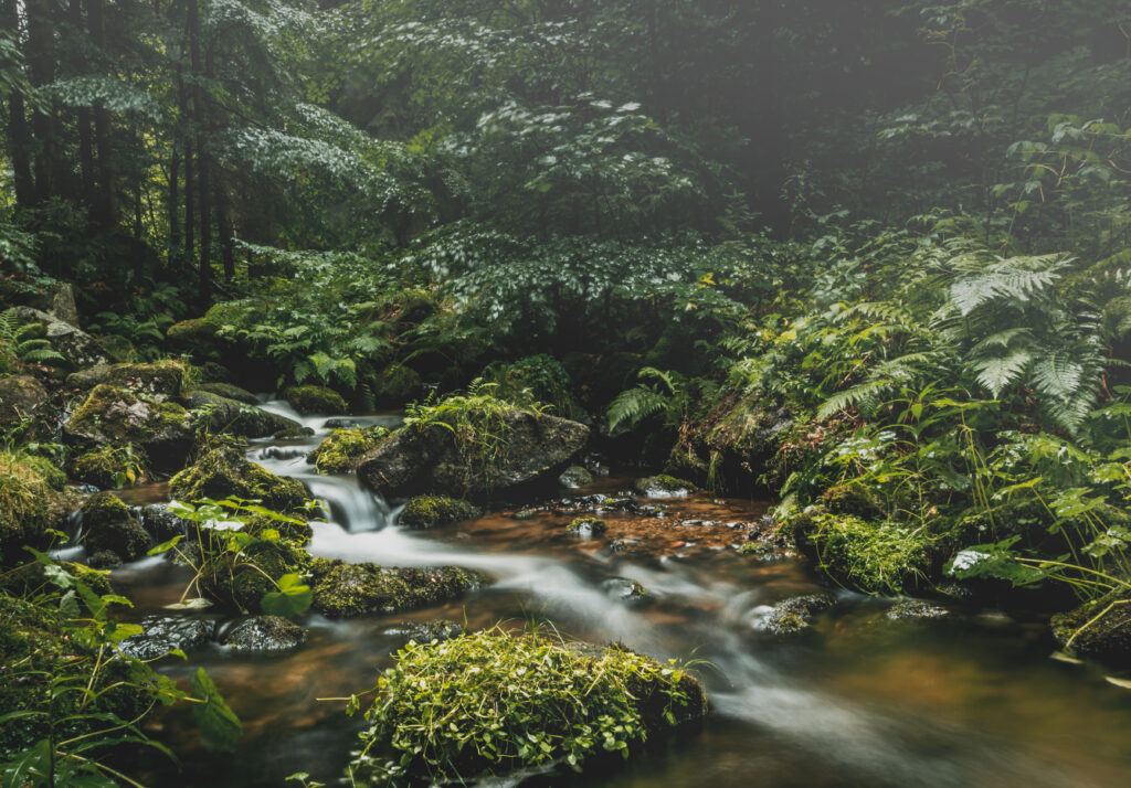 Tranquil forest stream flowing over smooth stones with lush green plants and soft natural light Wallpaper