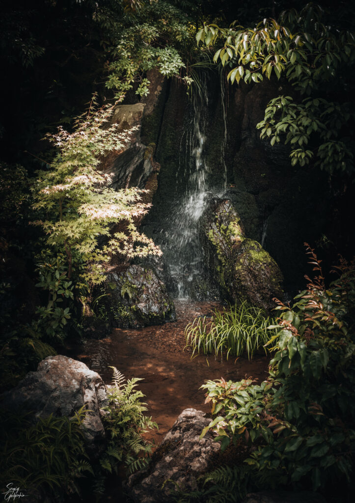 Serene forest stream flowing over mossy stones surrounded by lush green plants and sunlight Wallpaper