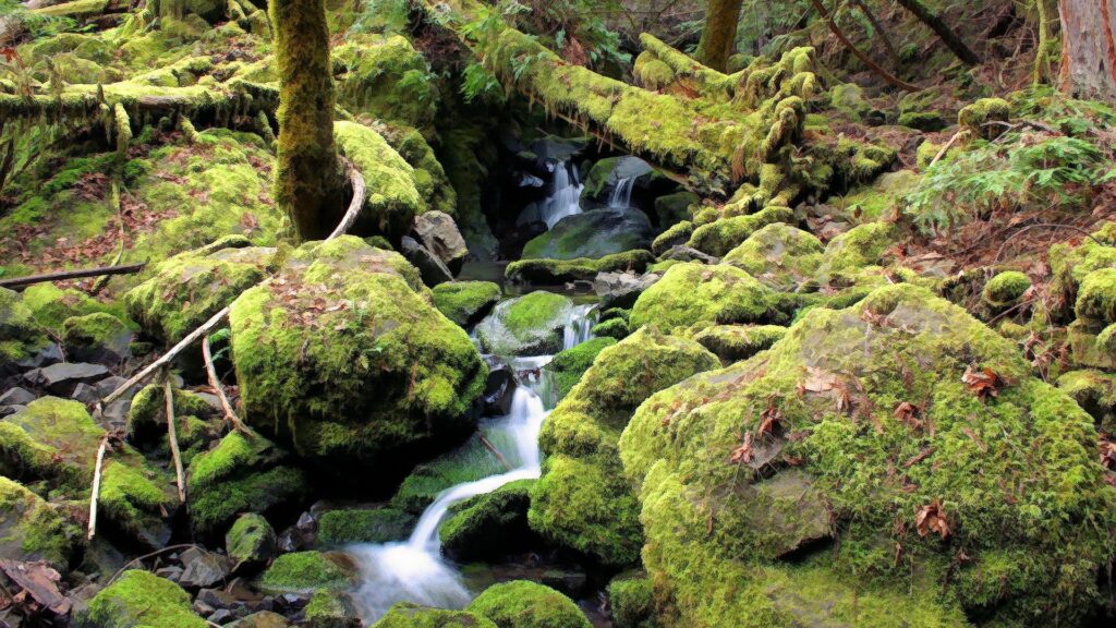 Tranquil forest stream flowing over mossy stones with sunlight filtering through tall trees background Wallpaper