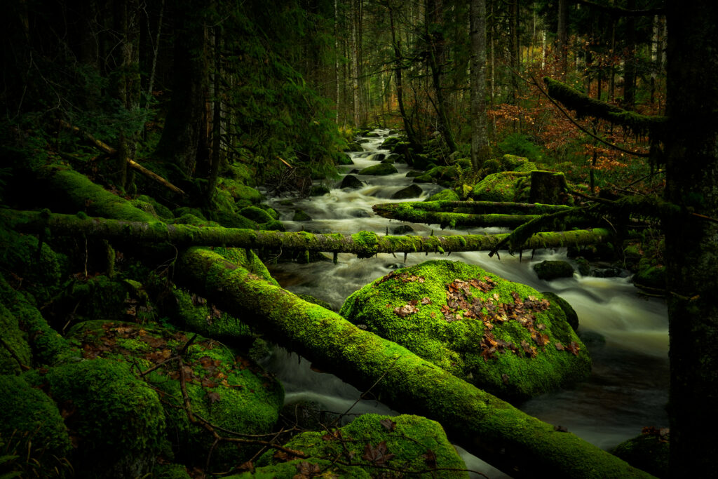 Tranquil forest stream flowing over mossy stones and logs surrounded by dense green trees Wallpaper