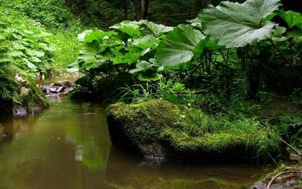Tranquil forest stream with mossy rocks dense greenery and large burdock leaves wallpaper background