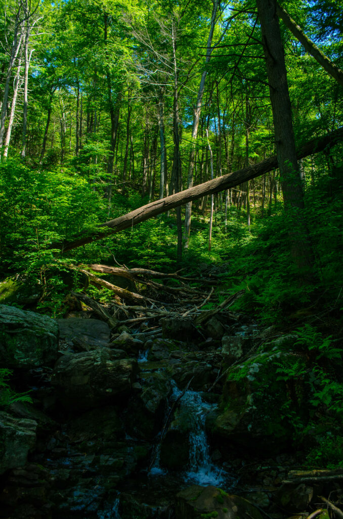 Clear forest stream flowing over stones surrounded by lush green trees and dense bushes sunlight Wallpaper