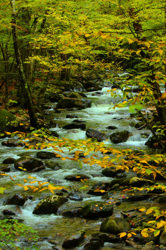 Tranquil forest stream flowing over smooth stones with vibrant green and yellow foliage background Wallpaper