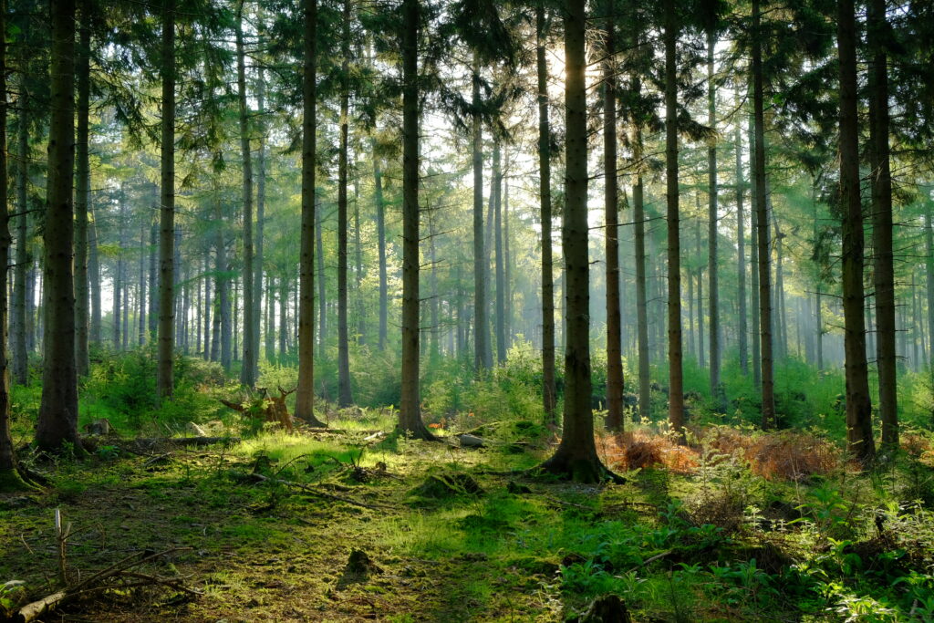 Sunlight streaming through slender trees in a peaceful forest with lush green undergrowth Wallpaper
