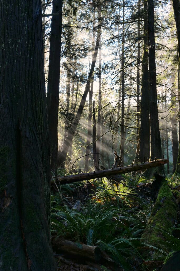 Sunlight filtering through tall forest trees onto lush ferns and mossy logs in a serene woodland Wallpaper