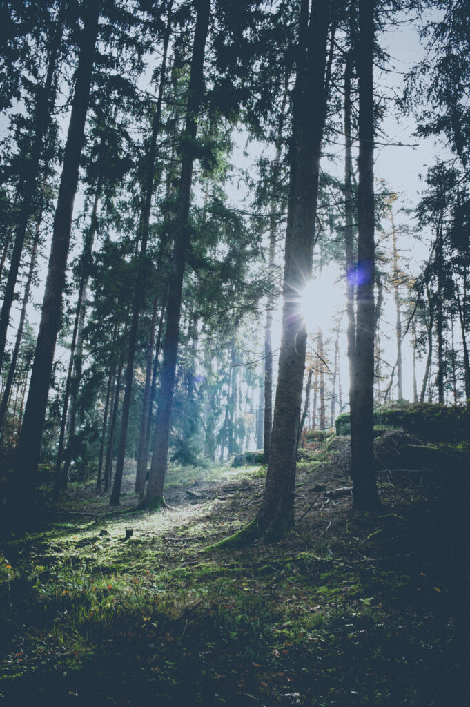 Sunlight filtering through tall trees in serene forest with lush greenery and vibrant sun rays Wallpaper