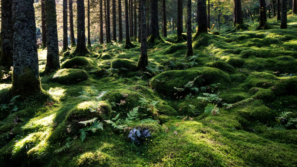 Sunlight through tall forest trees lighting green moss and ferns in a peaceful woodland scene Wallpaper