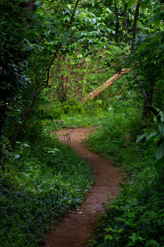 Winding forest trail curves through lush trees and vibrant green grass in serene nature scene Wallpaper