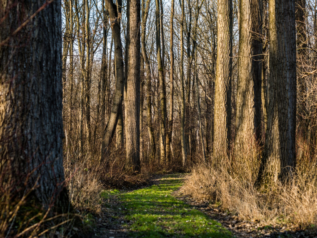 Tranquil forest trail with sunlight filtering through tall leafless trees on dry grass path Wallpaper
