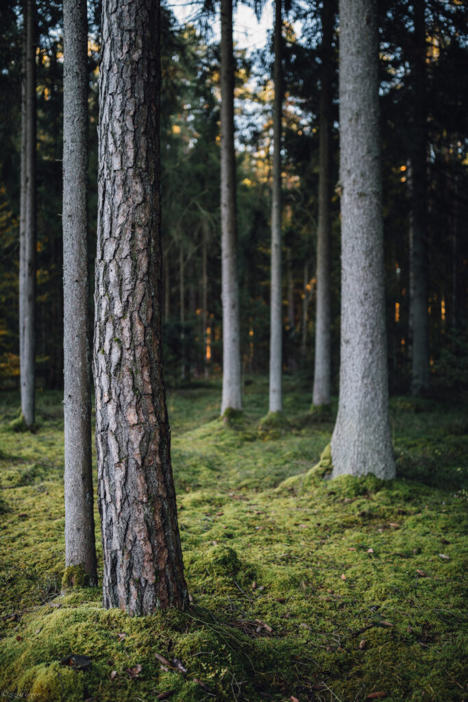 Tranquil forest wallpaper with tall textured trees soft sunlight and lush green mossy floor