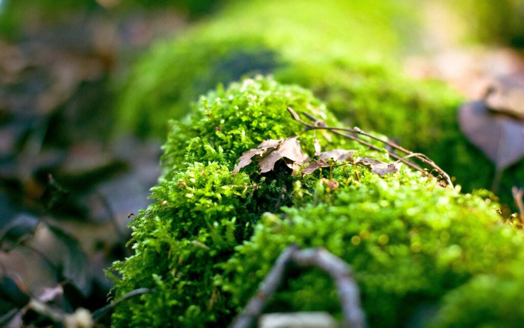 Tranquil Forest Moss Wallpaper: Lush Green Plants & Natural Light