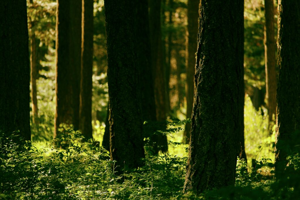 Tranquil forest wallpaper with tall trees lush greenery and soft natural sunlight filtering canopy