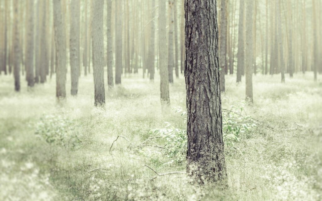 Tranquil forest wallpaper with tall slender trees soft light and earthy pale green tones background
