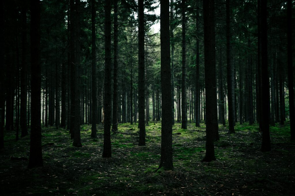 Dense forest wallpaper with tall trees mossy ground and soft natural light creating calm woods