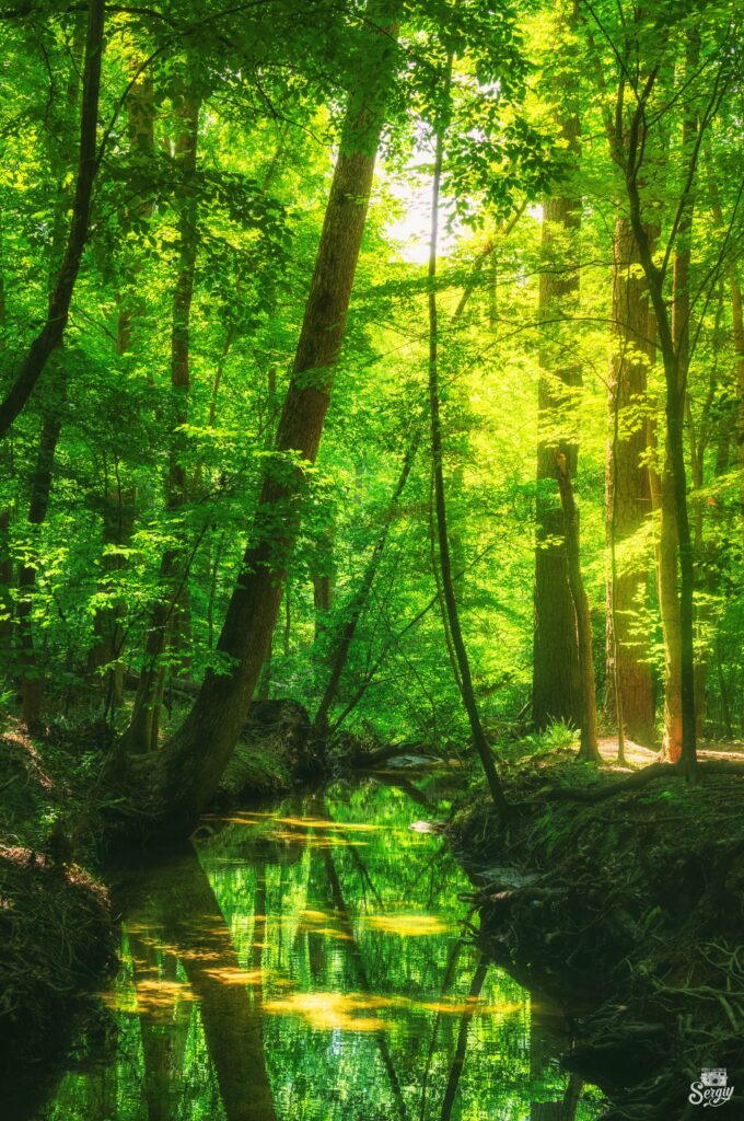 Vibrant forest wallpaper with tall trees and tranquil pond reflecting sunlight in lush greenery