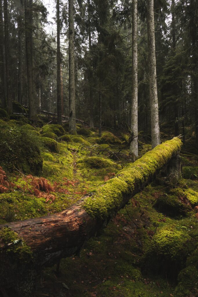 Serene forest wallpaper with tall trees mossy log soft light and lush green grass background